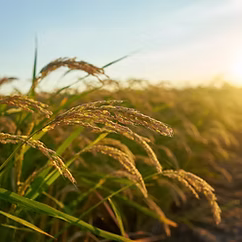 Agro Industry